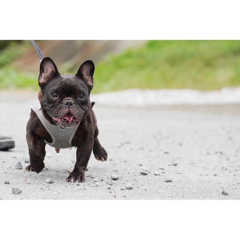 販売中の京都府のフレンチブルドッグ-415494の3枚目