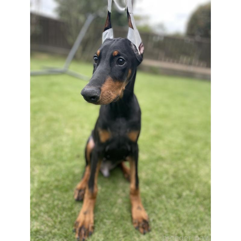 成約済の千葉県のドーベルマン-398091の12枚目