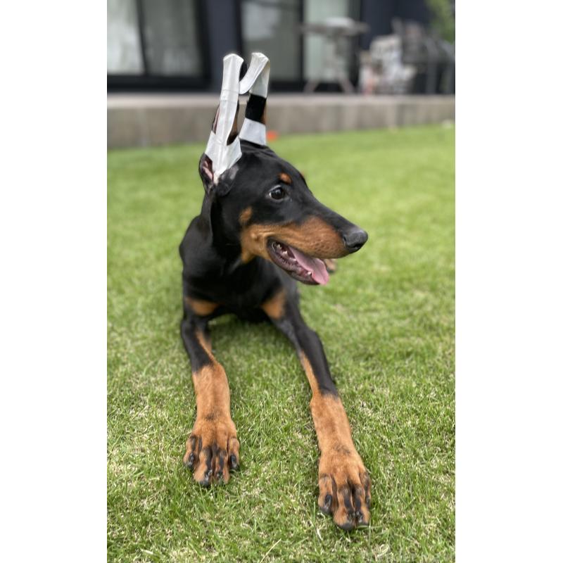 成約済の千葉県のドーベルマン-398091の9枚目