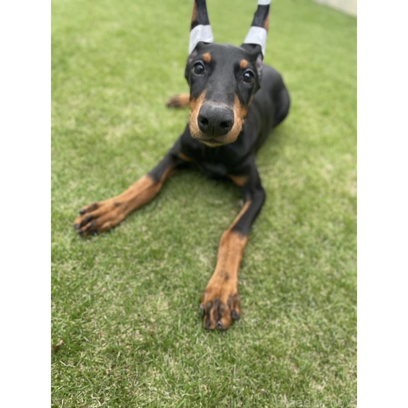 成約済の千葉県のドーベルマン-398091の7枚目