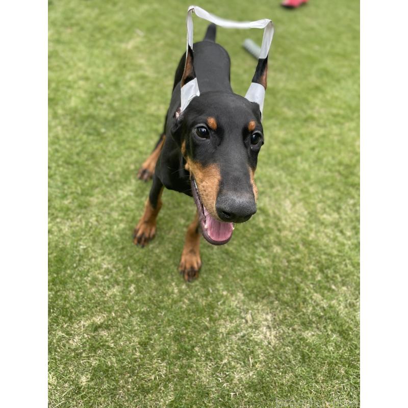 成約済の千葉県のドーベルマン-398091の6枚目