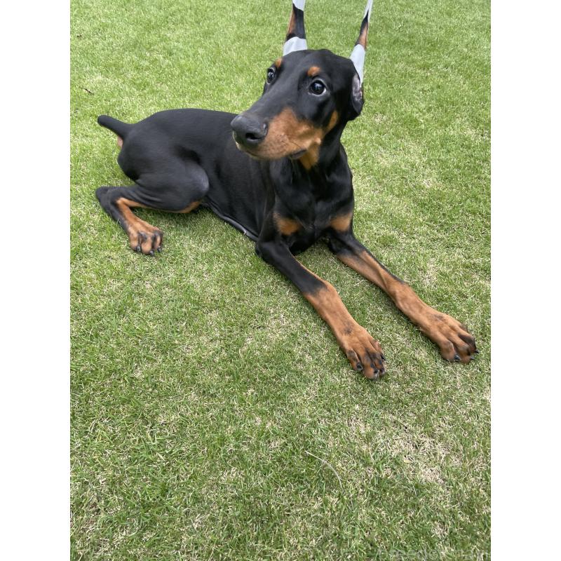 成約済の千葉県のドーベルマン-398091の5枚目