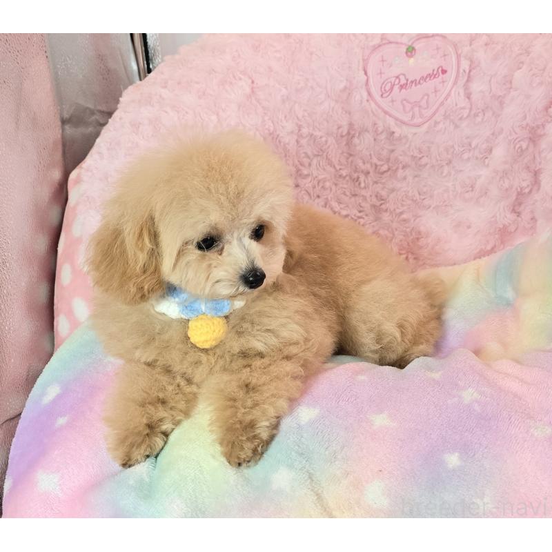 販売中の沖縄県のティーカッププードル-405915の3枚目