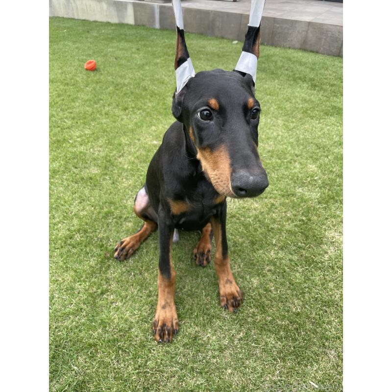 成約済の千葉県のドーベルマン-398091の3枚目