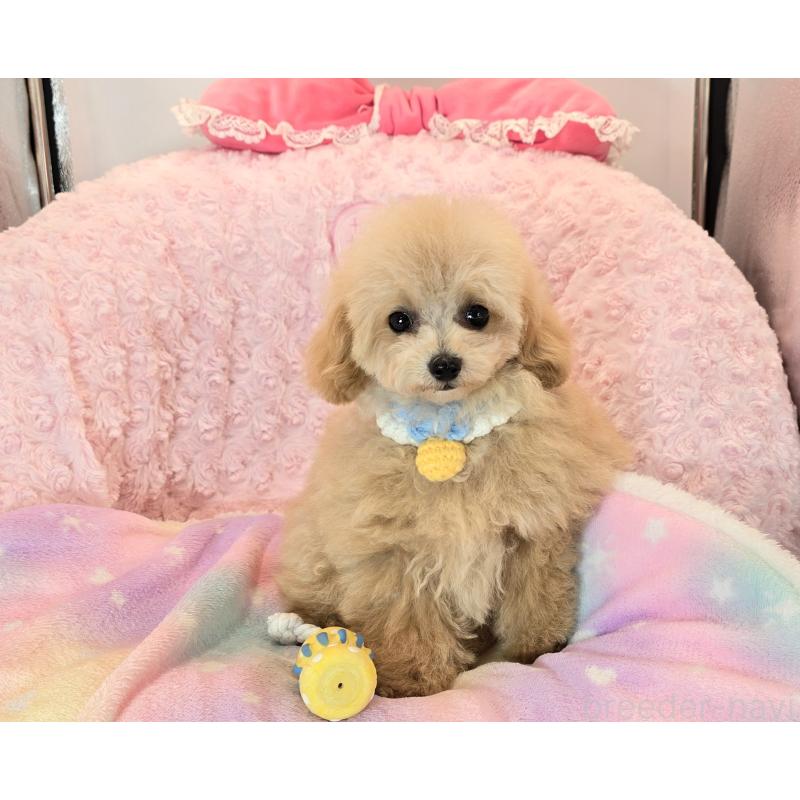 販売中の沖縄県のティーカッププードル-405915の2枚目