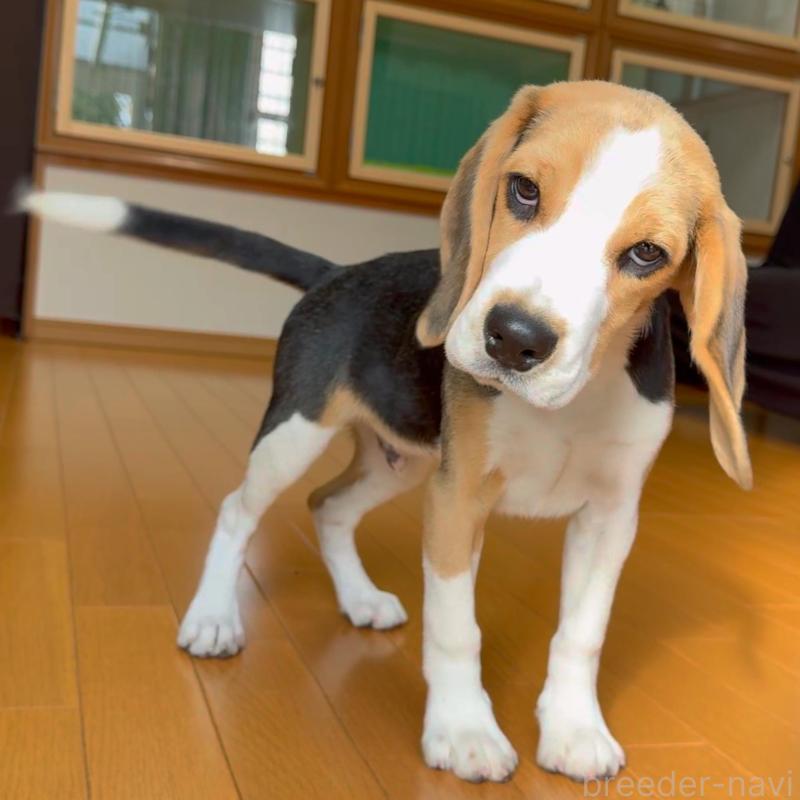成約済の栃木県のビーグル-409522の4枚目