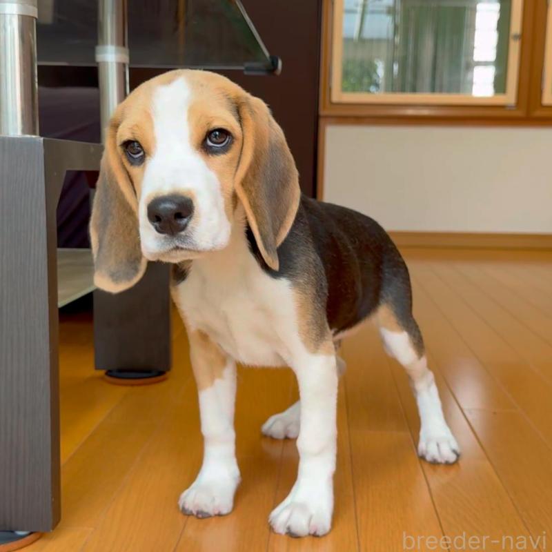 成約済の栃木県のビーグル-409522の3枚目