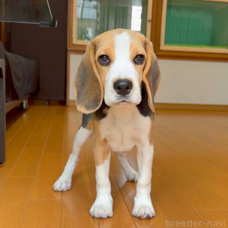 販売中の栃木県のビーグル-409522