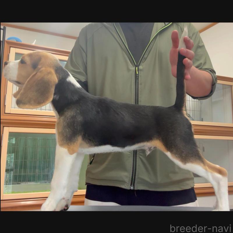 成約済の栃木県のビーグル-409522の2枚目