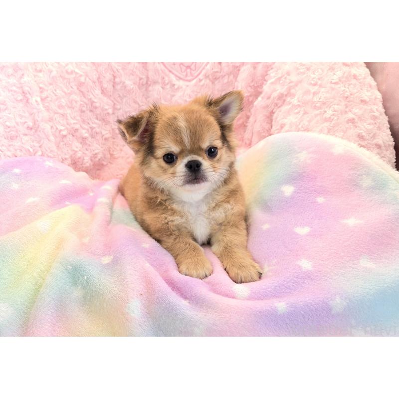 販売中の沖縄県のチワワ(ロングコート)-417738の4枚目