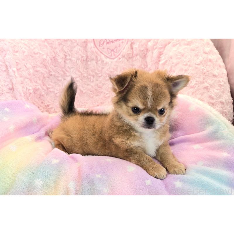 販売中の沖縄県のチワワ(ロングコート)-417738の3枚目