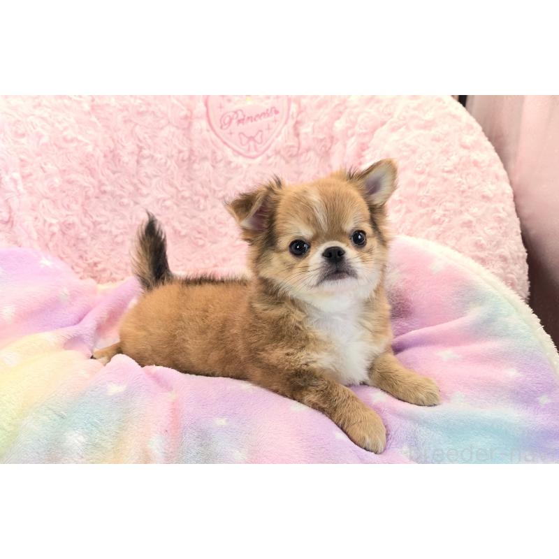 販売中の沖縄県のチワワ(ロングコート)-417738の2枚目