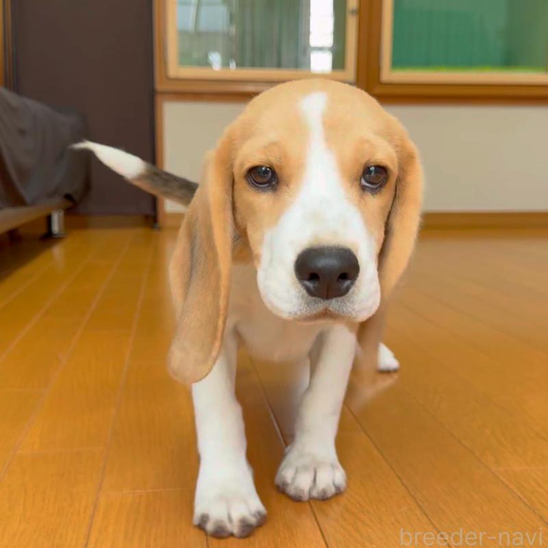 販売中の栃木県のビーグル-409523の4枚目