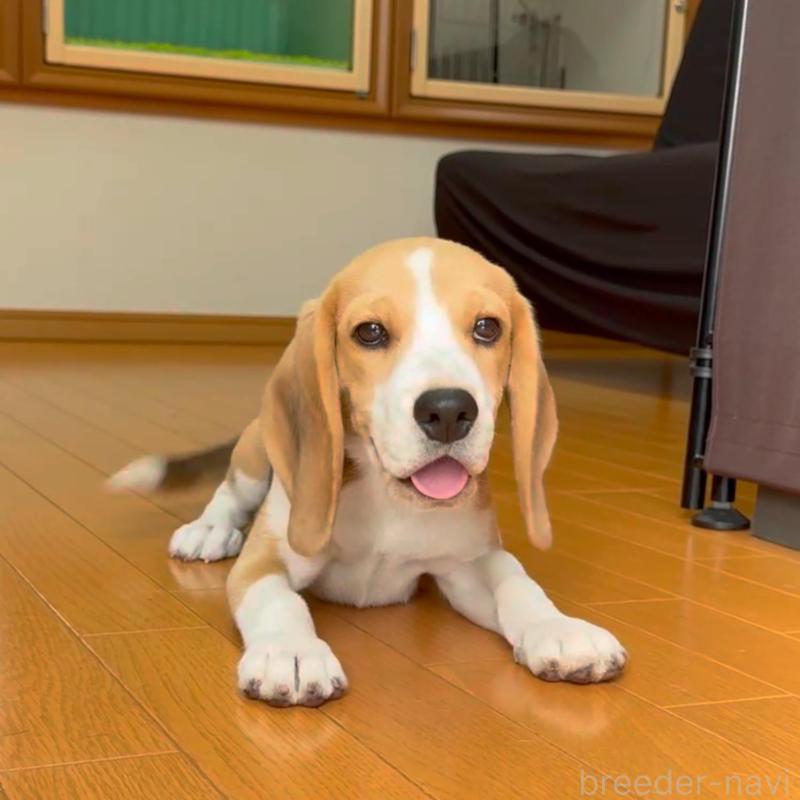 販売中の栃木県のビーグル-409523の3枚目