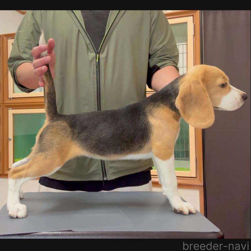 販売中の栃木県のビーグル-409523の2枚目