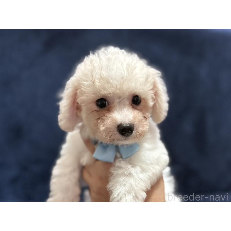 販売中の埼玉県のビションフリーゼ-406535の5枚目