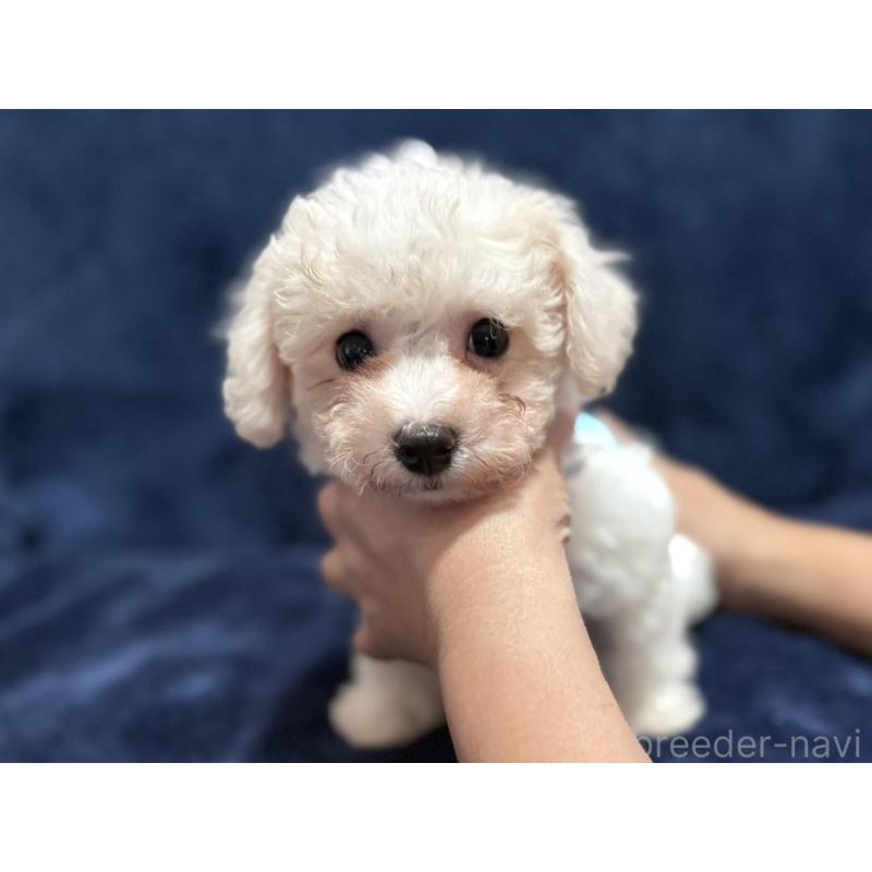 販売中の埼玉県のビションフリーゼ-406535の4枚目