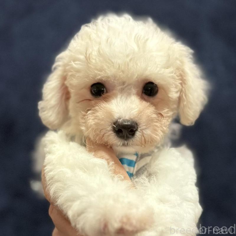 販売中の埼玉県のビションフリーゼ-406535の3枚目