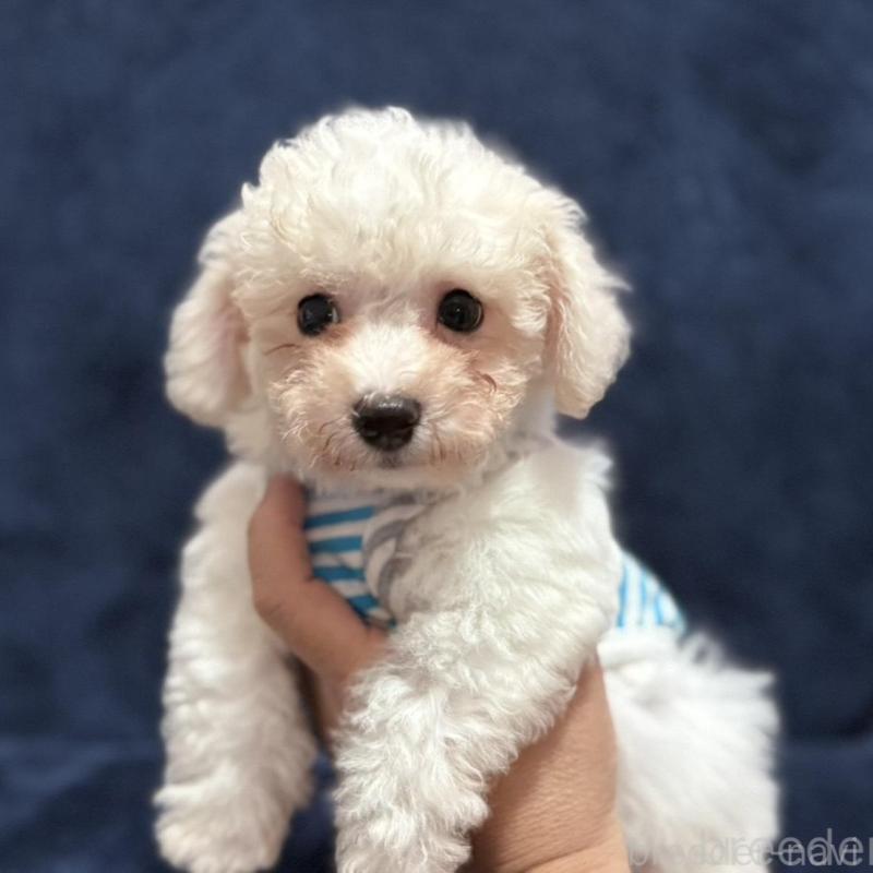 販売中の埼玉県のビションフリーゼ-406535の2枚目