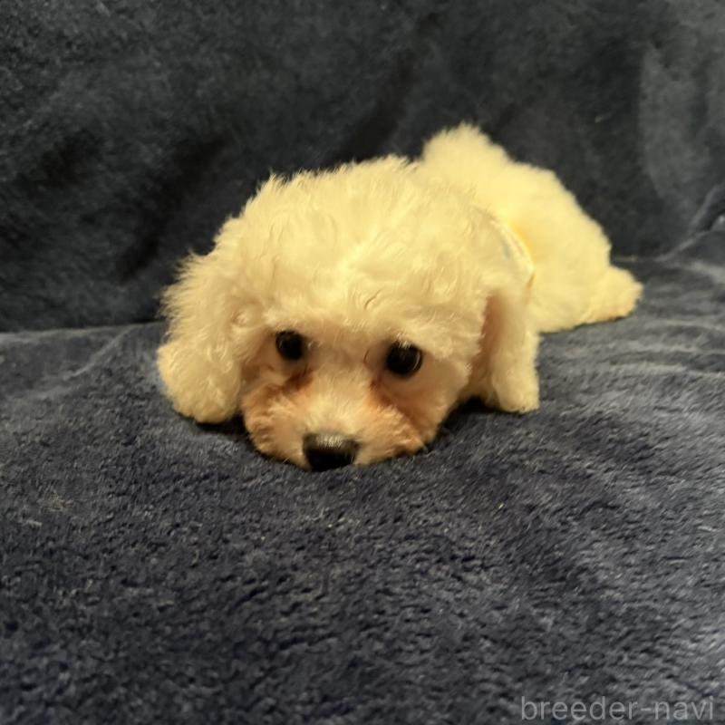 販売中の埼玉県のビションフリーゼ-419728の5枚目