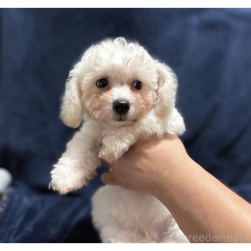 販売中の埼玉県のビションフリーゼ-419728の4枚目