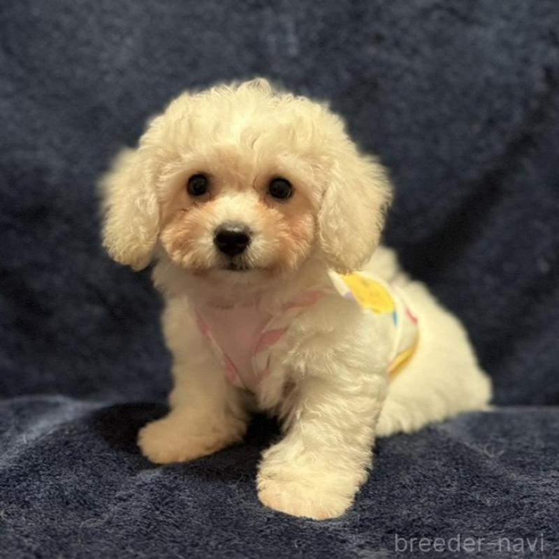 販売中の埼玉県のビションフリーゼ-419728の3枚目