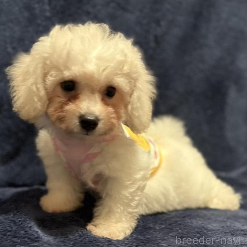 販売中の埼玉県のビションフリーゼ-419728の2枚目