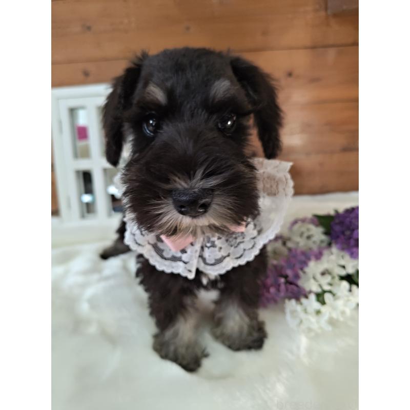 販売中の茨城県のミニチュアシュナウザー-418748の4枚目