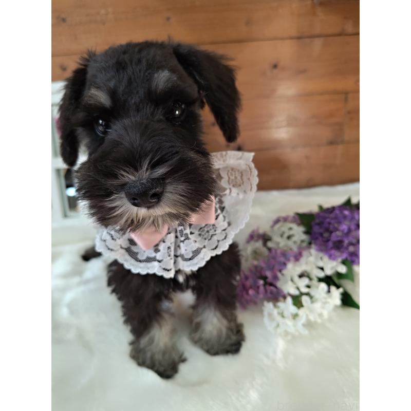 販売中の茨城県のミニチュアシュナウザー-418748の3枚目