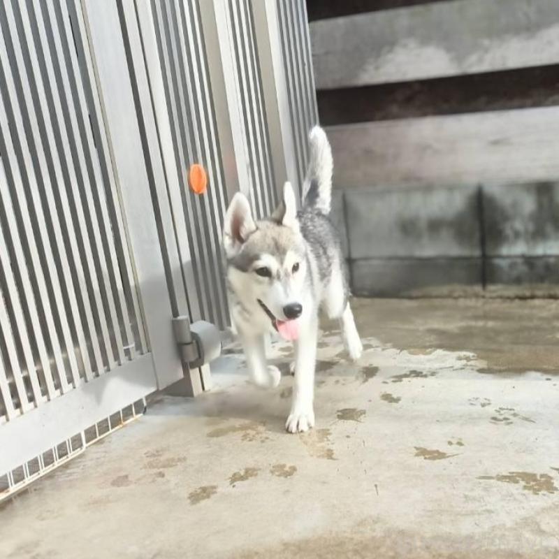 販売中の千葉県のシベリアンハスキー-421037の7枚目