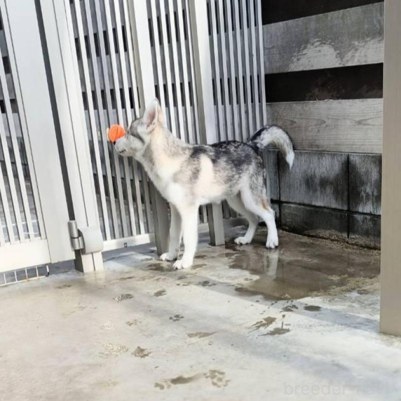 販売中の千葉県のシベリアンハスキー-421037の6枚目