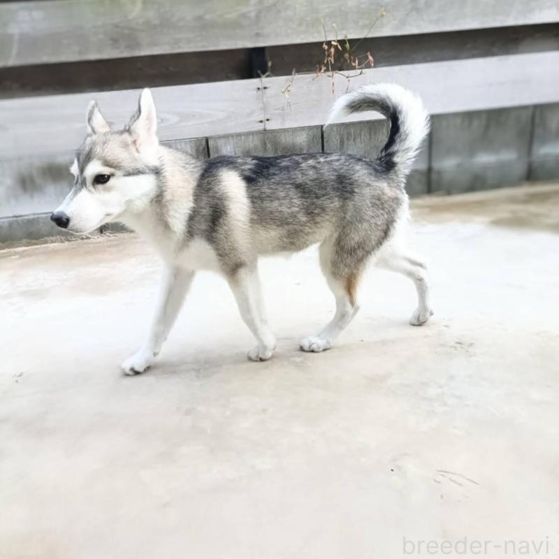 販売中の千葉県のシベリアンハスキー-421037の5枚目