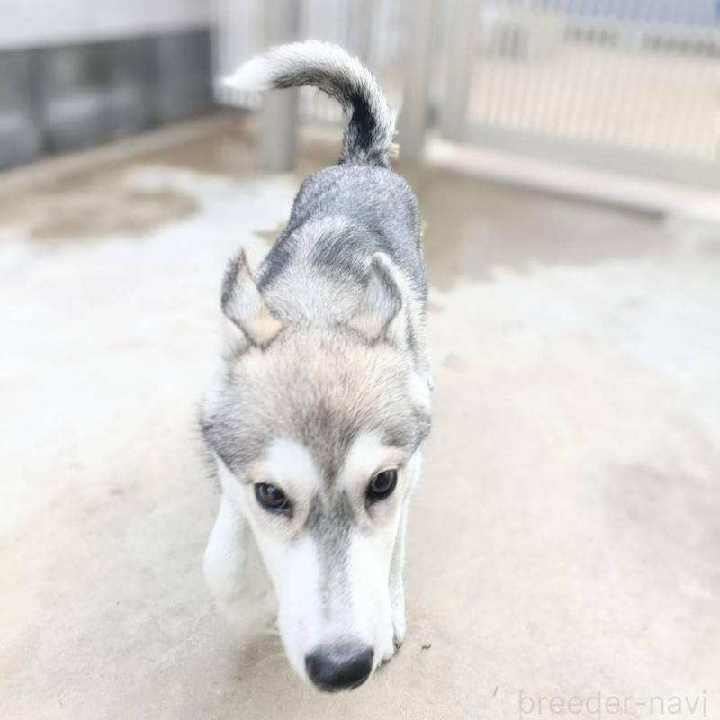 販売中の千葉県のシベリアンハスキー-421037の4枚目