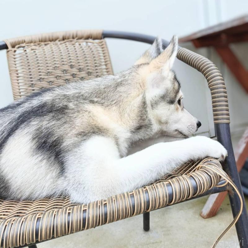 販売中の千葉県のシベリアンハスキー-421037の3枚目