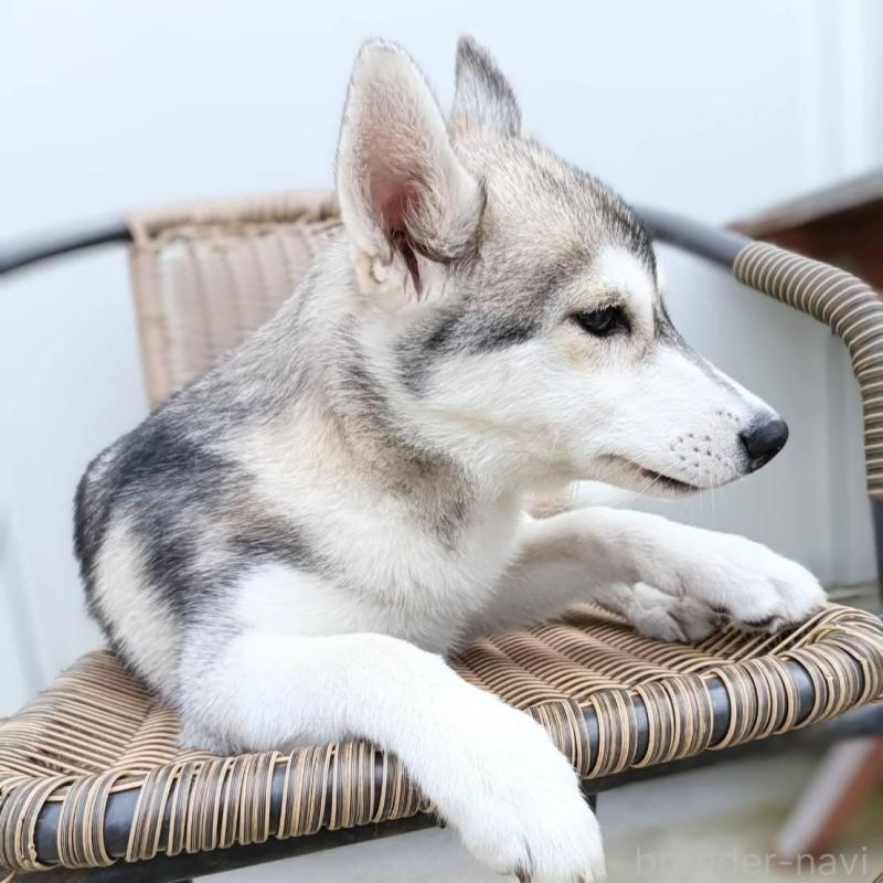 販売中の千葉県のシベリアンハスキー-421037の2枚目