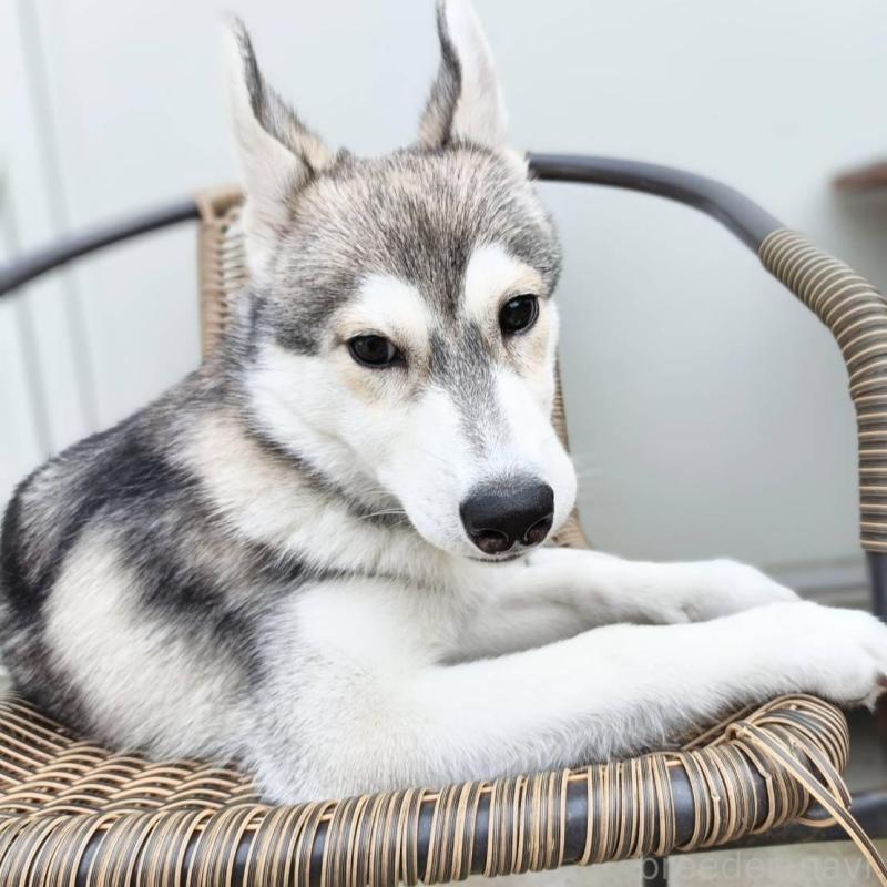 販売中の千葉県のシベリアンハスキー-421037