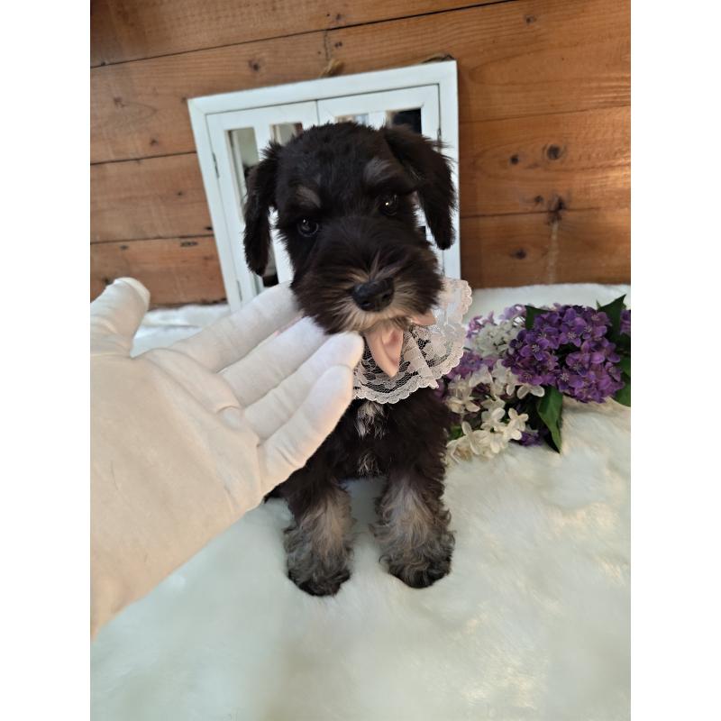 販売中の茨城県のミニチュアシュナウザー-418748の2枚目