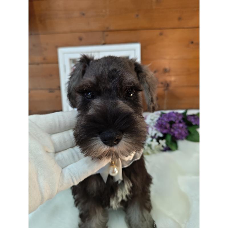 販売中の茨城県のミニチュアシュナウザー-418752の2枚目