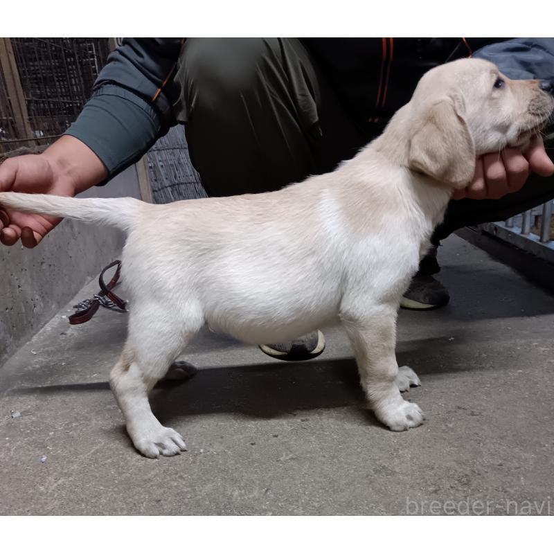 販売中の新潟県のラブラドールレトリーバー-415990の2枚目