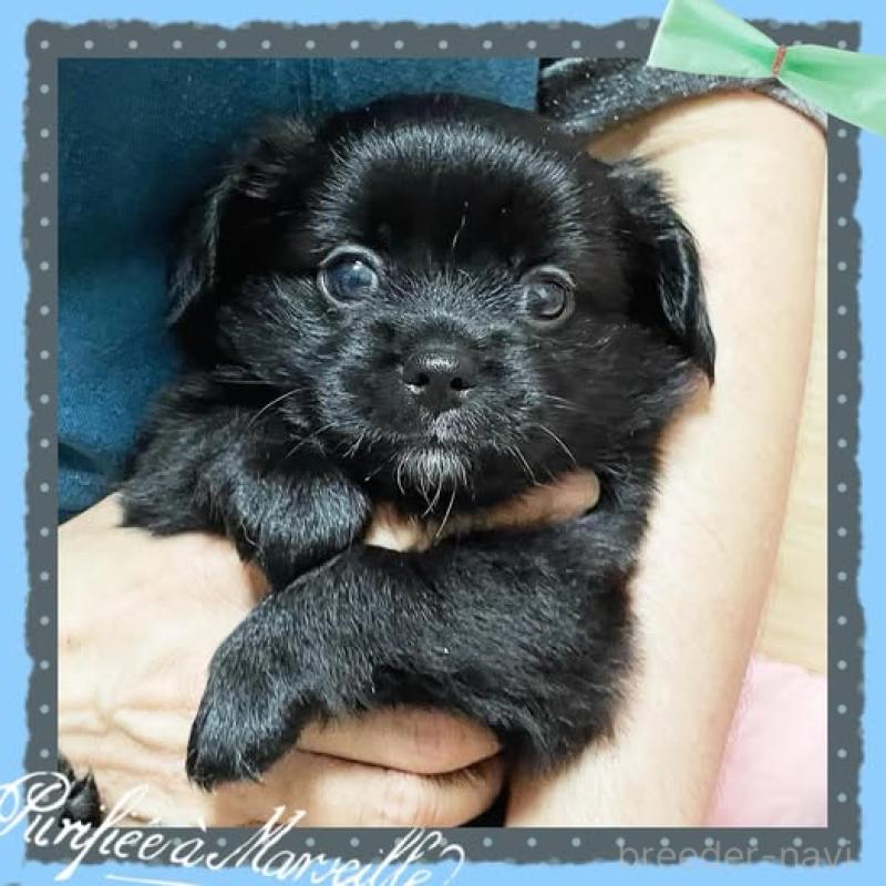 販売中ののチワプー:チワワ×トイプードル-414280