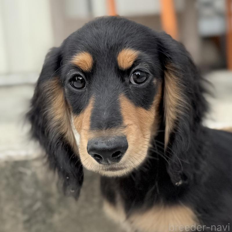 成約済の埼玉県のミニチュアダックスフンド(ロングヘアード)-416369の8枚目