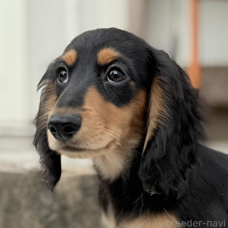 成約済の埼玉県のミニチュアダックスフンド(ロングヘアード)-416369の7枚目