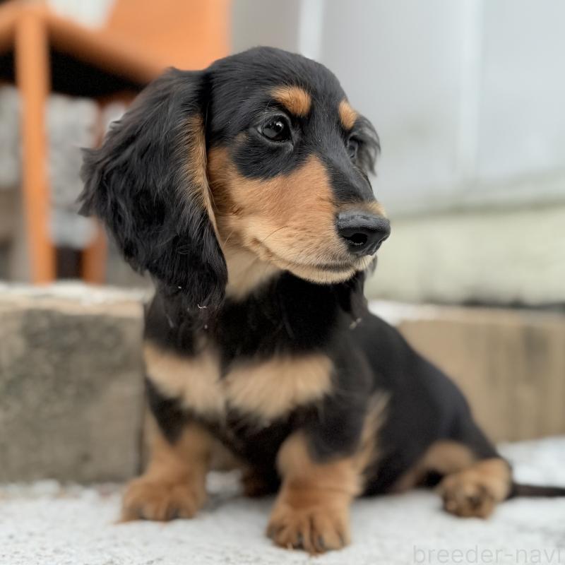 成約済の埼玉県のミニチュアダックスフンド(ロングヘアード)-416369の6枚目