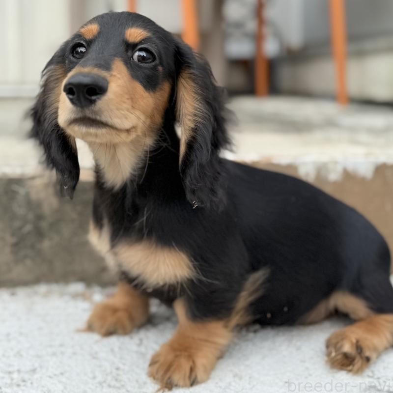 成約済の埼玉県のミニチュアダックスフンド(ロングヘアード)-416369の5枚目