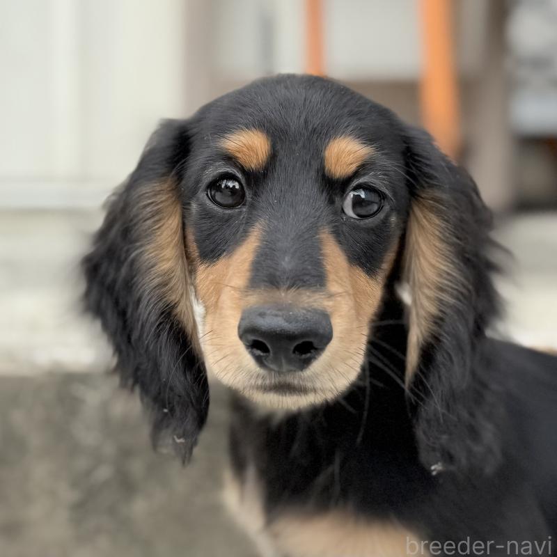 成約済の埼玉県のミニチュアダックスフンド(ロングヘアード)-416369の4枚目