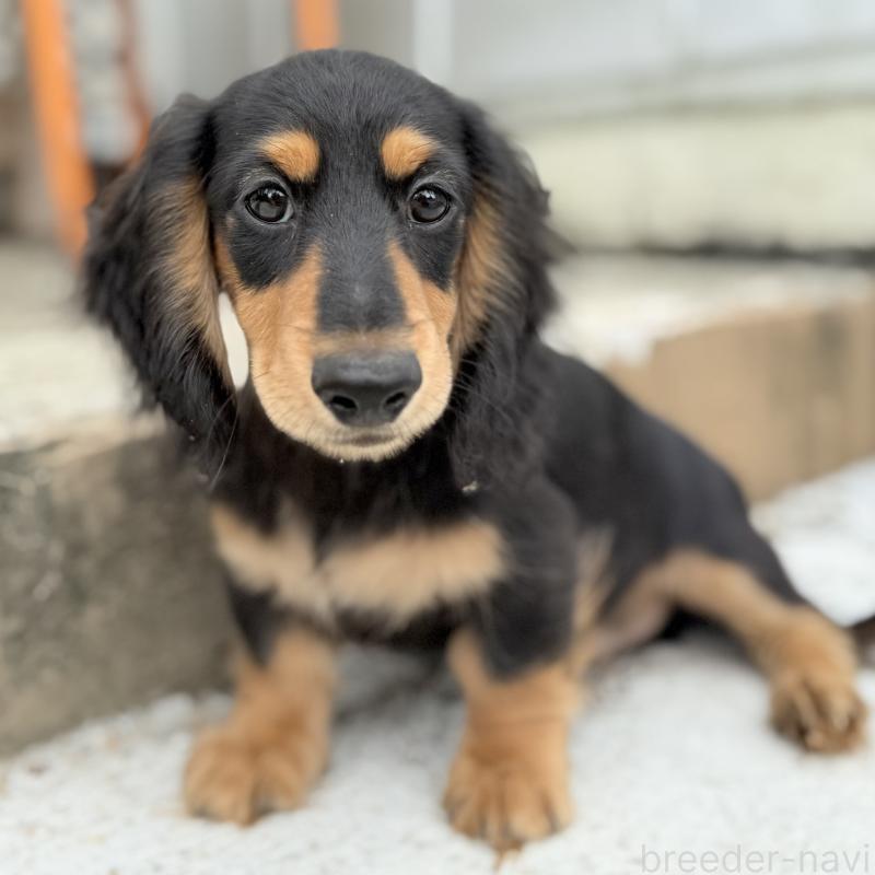 成約済の埼玉県のミニチュアダックスフンド(ロングヘアード)-416369の3枚目