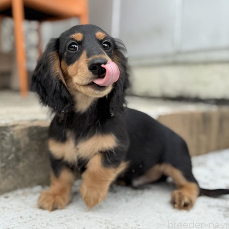 成約済の埼玉県のミニチュアダックスフンド(ロングヘアード)-416369の2枚目