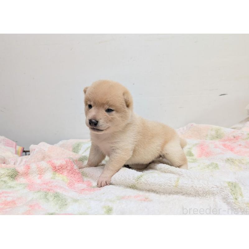 販売中の千葉県の柴犬-421050の5枚目