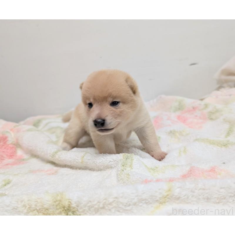 販売中の千葉県の柴犬-421050の4枚目