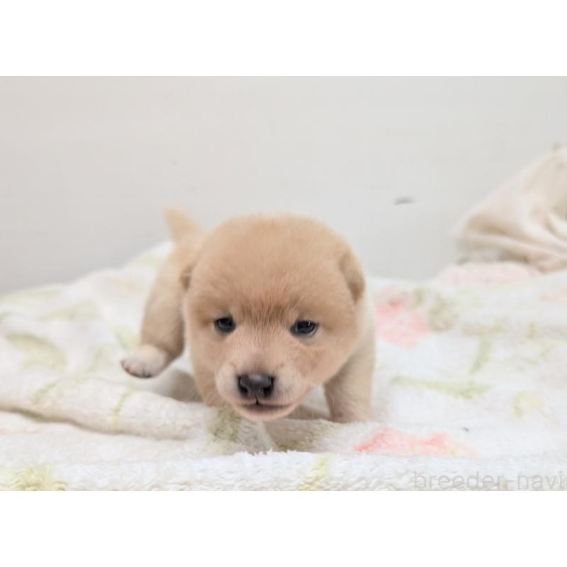 販売中の千葉県の柴犬-421050の3枚目